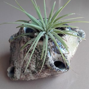 Maceta de otro ecosistema  (probablemente no terrestre)