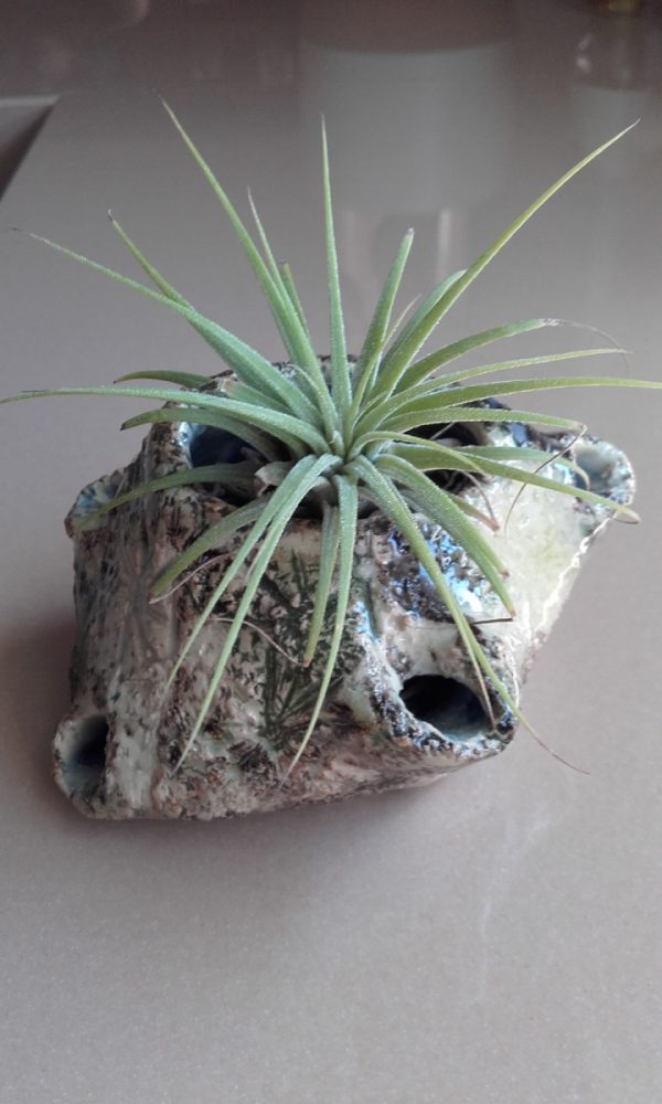 Maceta de otro ecosistema  (probablemente no terrestre)