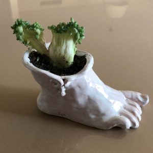 Pie fértil  (la naturaleza siempre encuentra caminos… rarísimos)