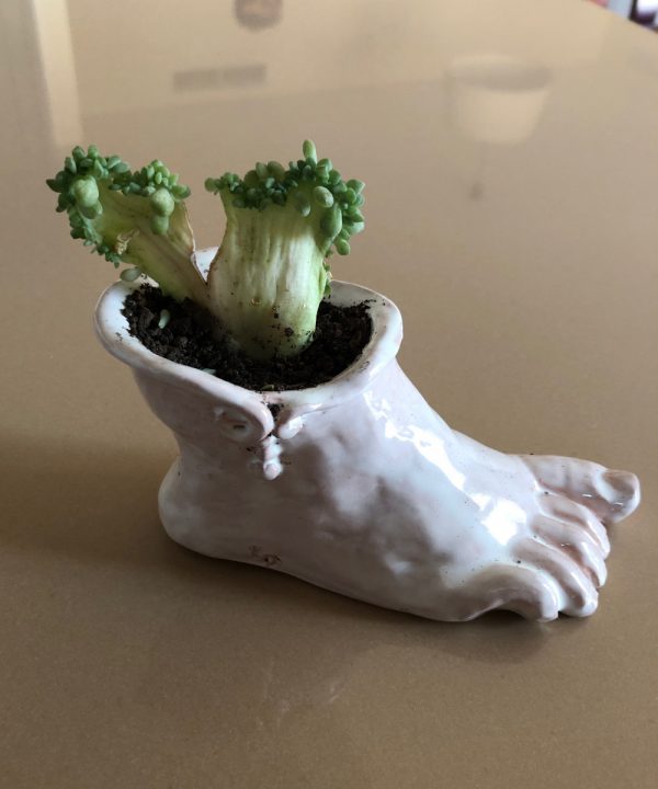 Pie fértil  (la naturaleza siempre encuentra caminos… rarísimos)